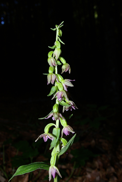 Epipactis placentina